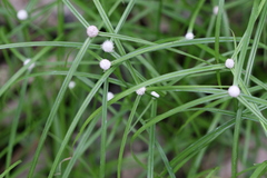 Kyllinga nemoralis
